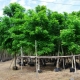 Địa chỉ chuyên cung cấp cây công trình tại Bình Dương uy tín, đáng tin cậy nhất