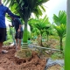 Cây Kiểng Số Lượng Lớn Giá Tốt TPHCM | Cây Kiểng Minh Thảo