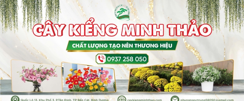 Những sai lầm khi trồng cây công trình cần tránh để đảm bảo sự phát triển bền vững