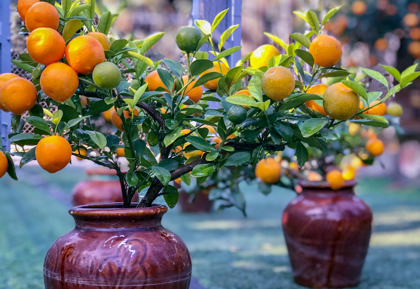 mua quất cảnh chưng Tết tphcm