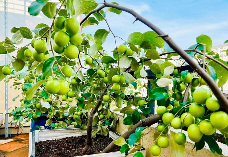 trong-cay-an-qua-trong-chau