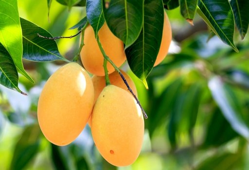 cung-cap-cay-an-qua-binh-duong