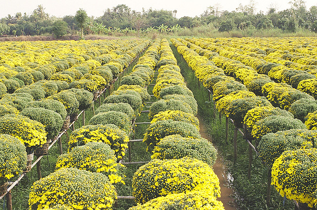 cúc mâm xôi giá tốt ở Bình Dương