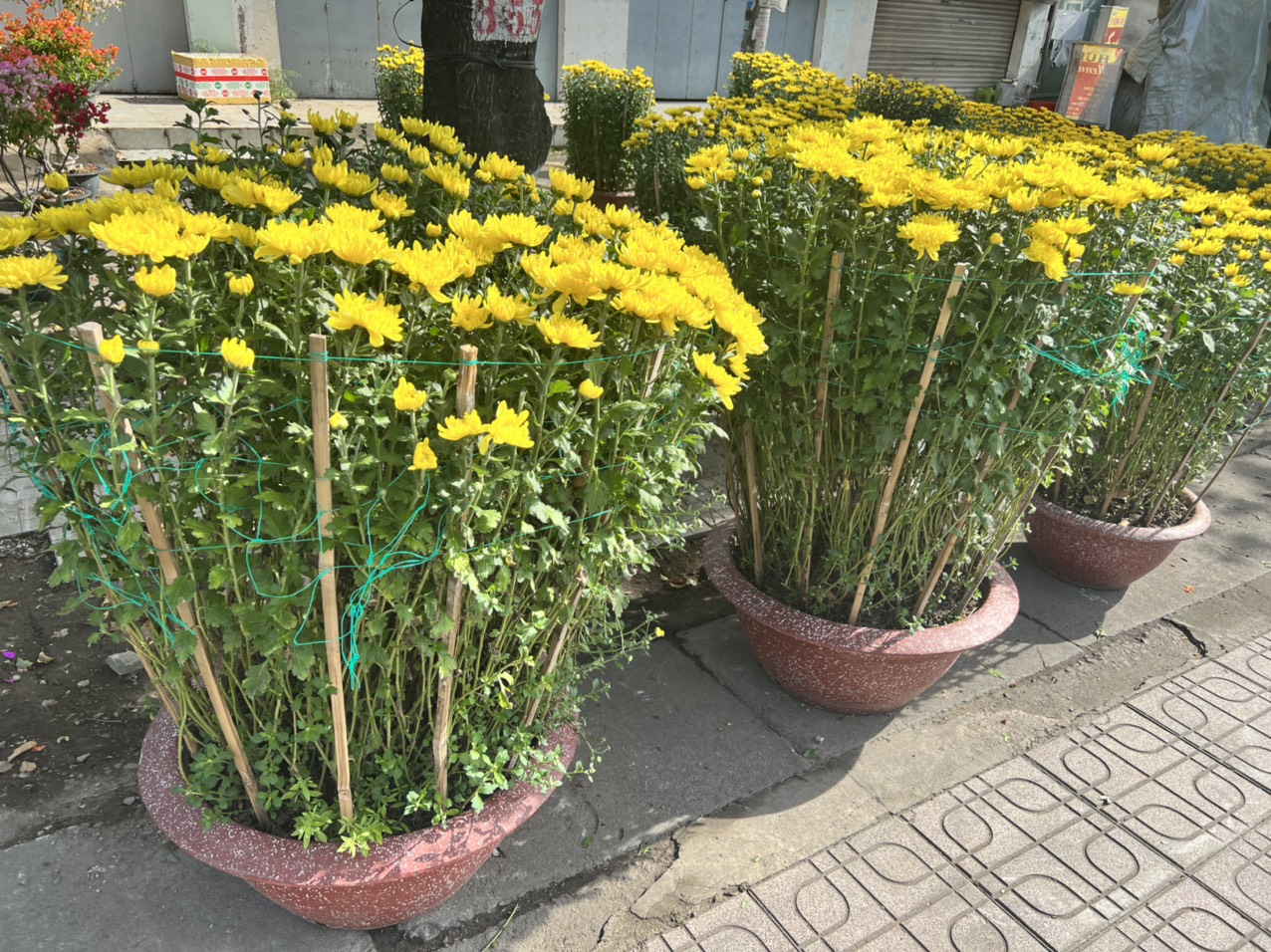 mua cúc đại đóa trồng chậu số lượng lớn ở Bình Dương