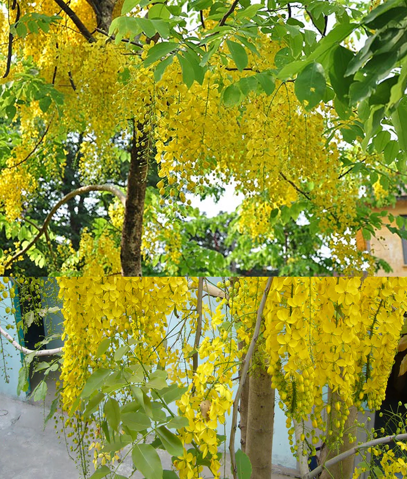 noi-ban-cay-kieng-gia-tot-tai-tphcm