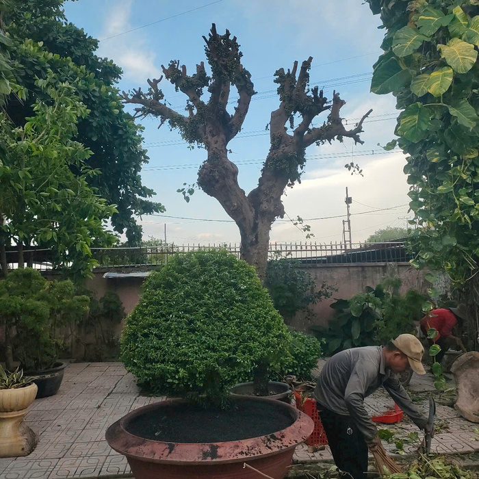 cây bóng mát biệt thự ở Bến Cát