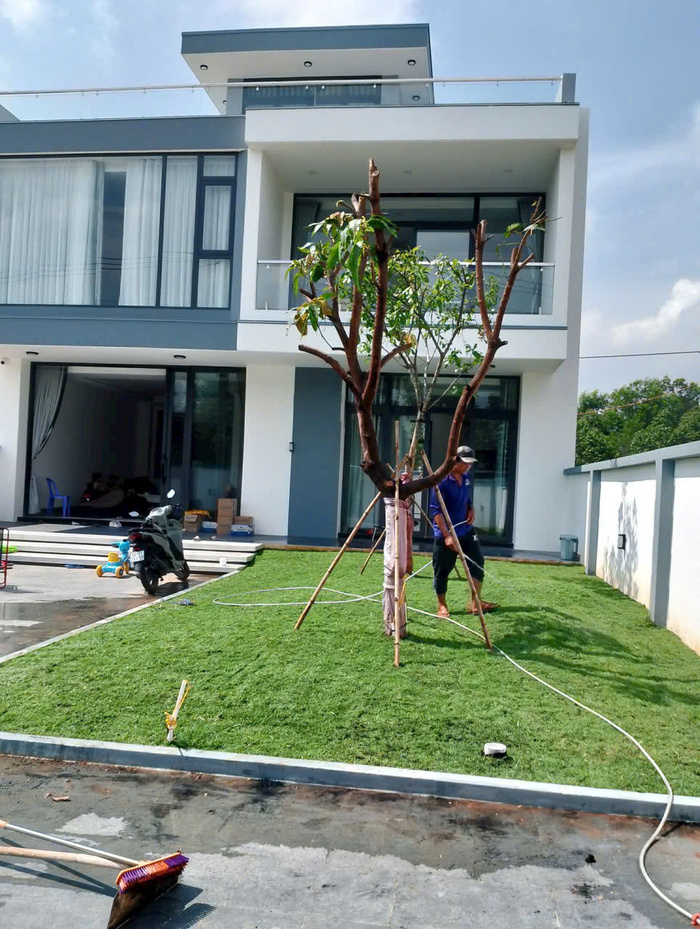 cây bóng mát biệt thự sân vườn