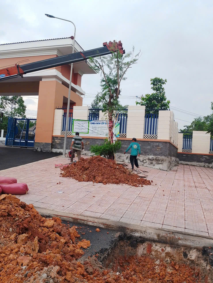 cây bóng mát sân vườn biệt thự