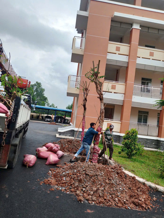 cây bóng mát sân vườn biệt thự