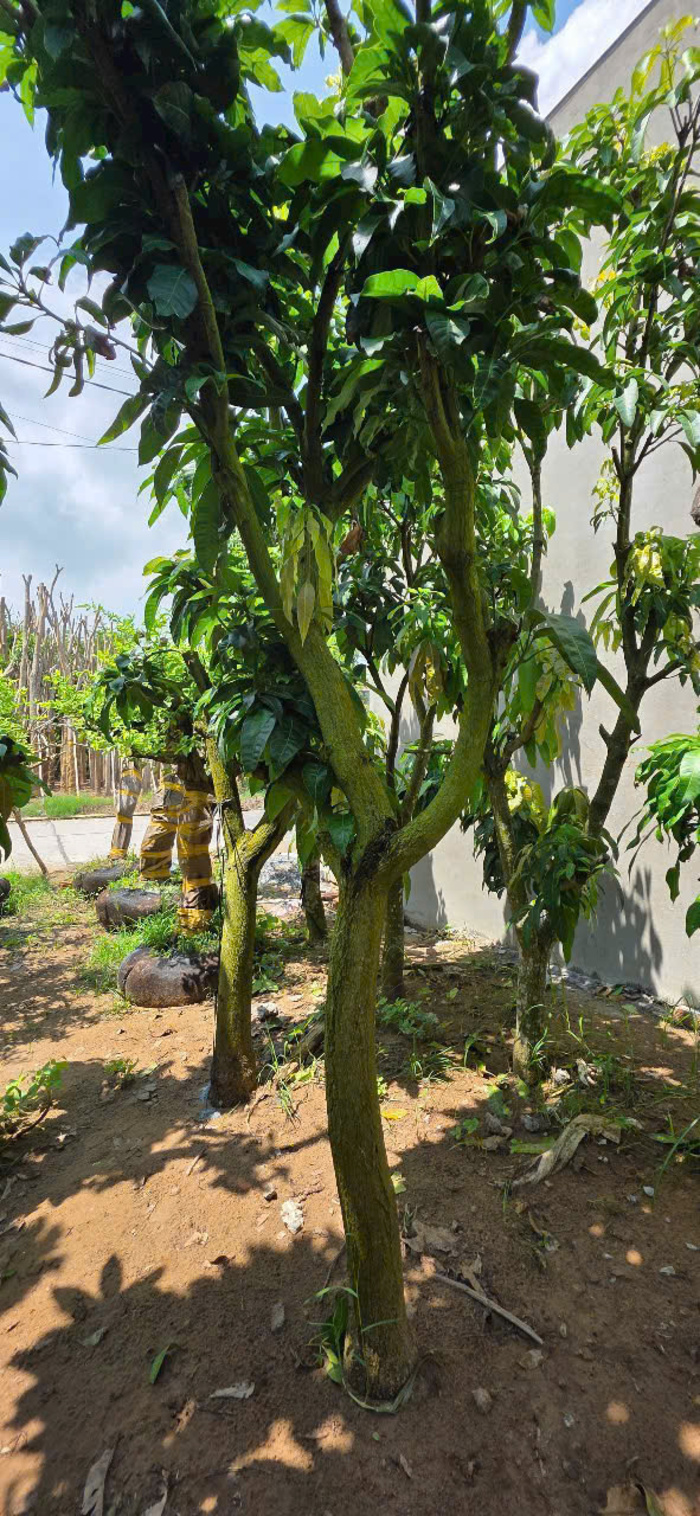 cây bóng mát sân vườn giá tốt