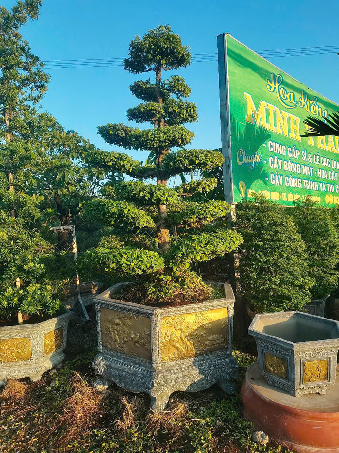 Cây Kiểng Minh Thảo