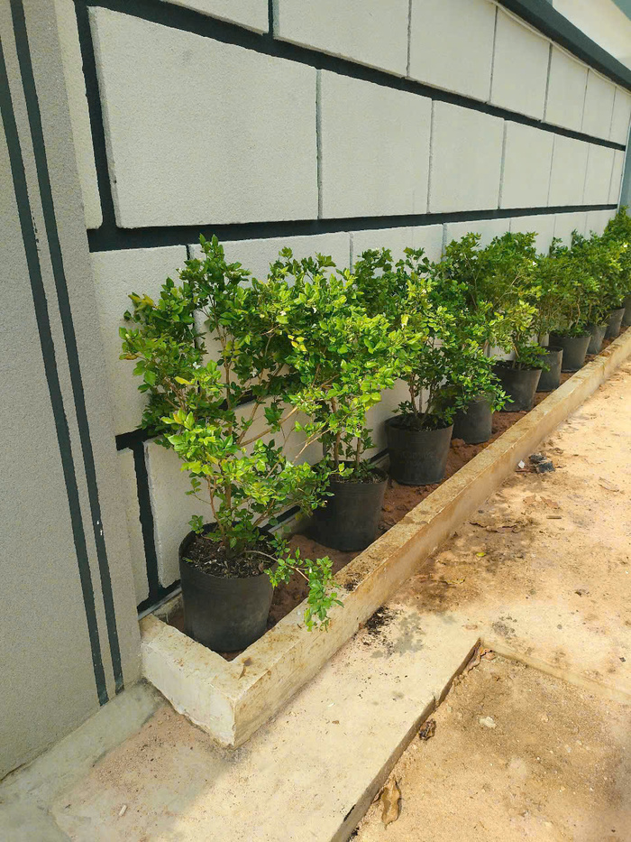 cây kiểng trang trí công ty giá sỉ