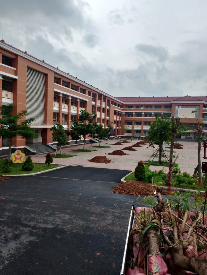 cây kiểng trang trí nội thất công ty