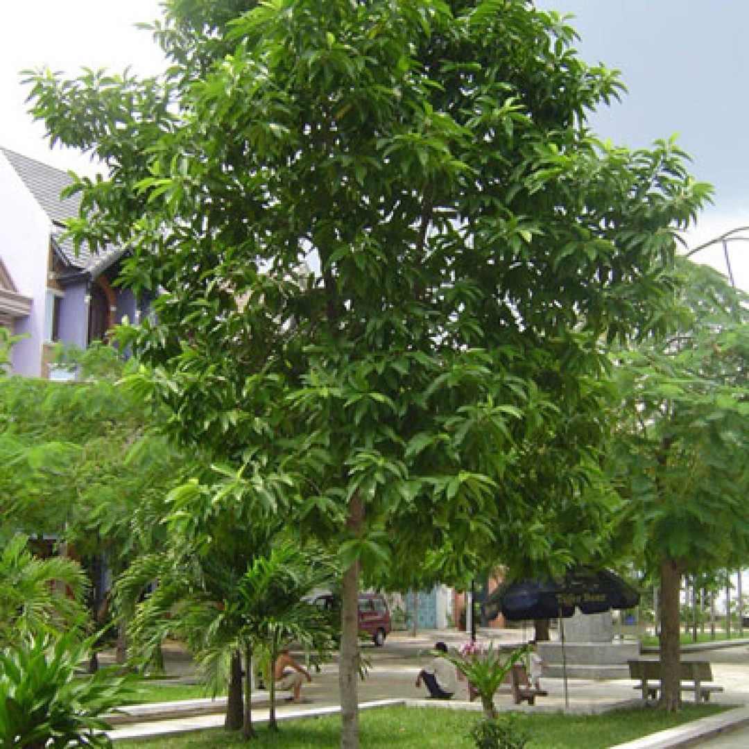 cay-dau-rai-cong-trinh