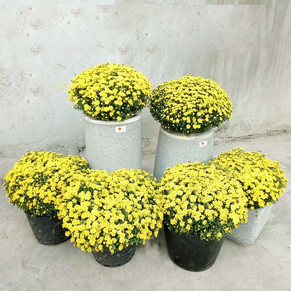 nơi mua cúc mâm xôi số lượng lớn ở TPHCM