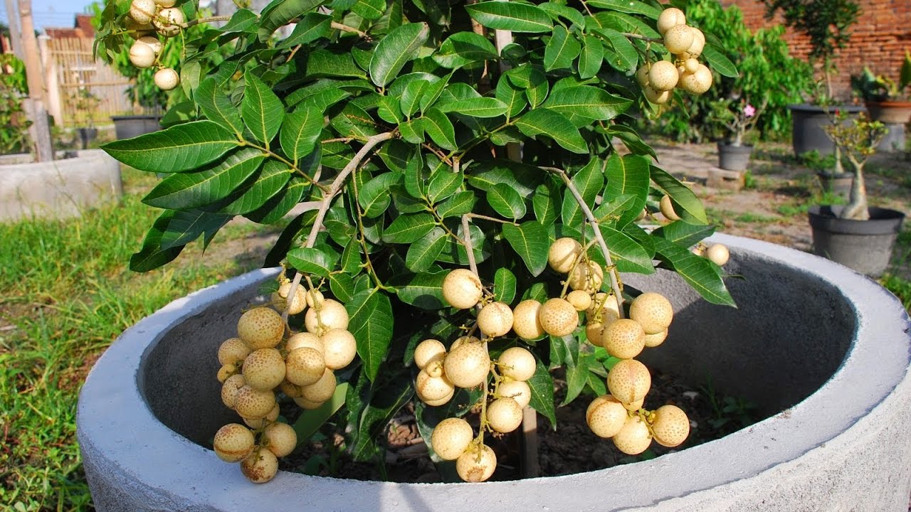 cay-an-trai-trong-chau-tphcm