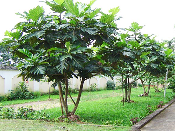 cây bóng mát biệt thự sân vườn