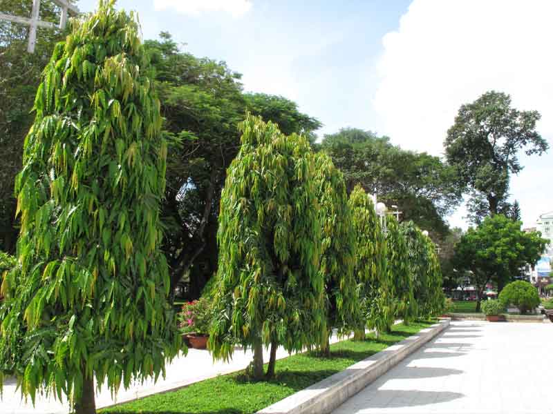 Cung cấp cây xanh công trình số lượng lớn ở Bình Dương