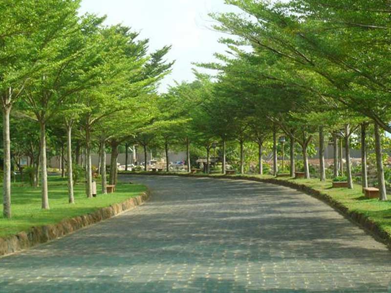 Gợi ý đơn vị cung cấp cây xanh công trình số lượng lớn tại Bình Dương