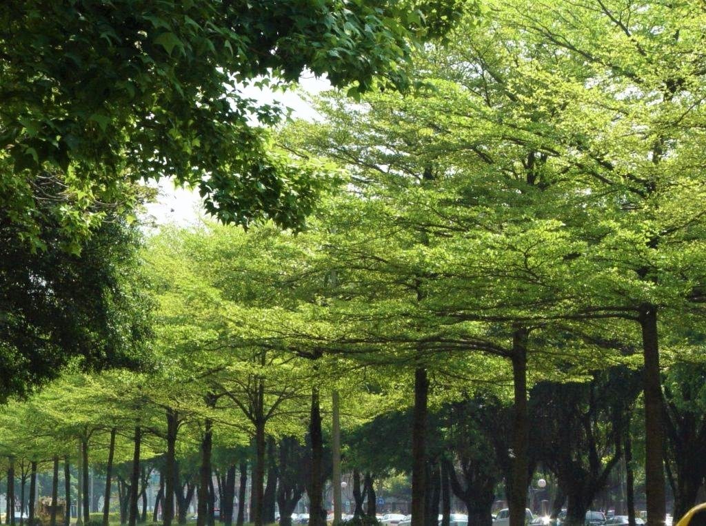 Cây xanh công trình giá sỉ tại Bến Cát 
