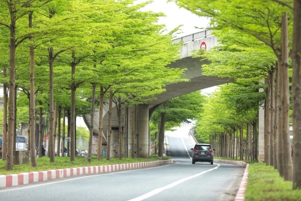 cây xanh công trình giá sỉ tại Bến Cát
