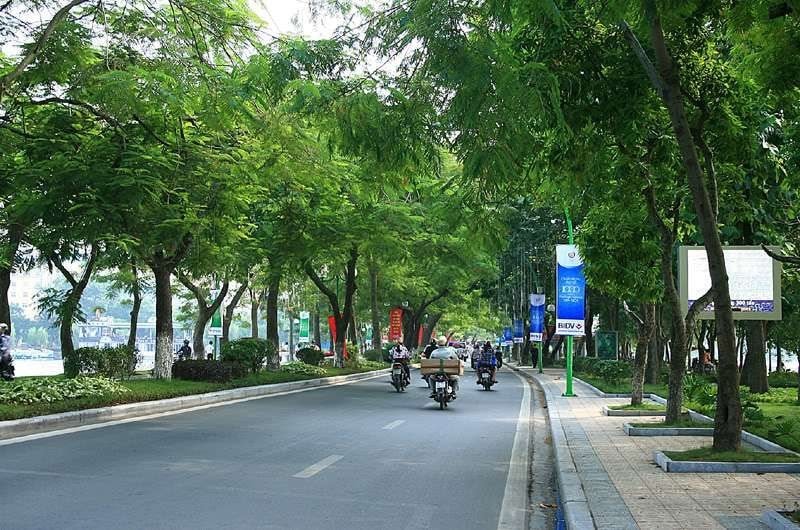 Mua cây xanh công trình giá sỉ tại Bến Cát ở đâu uy tín?
