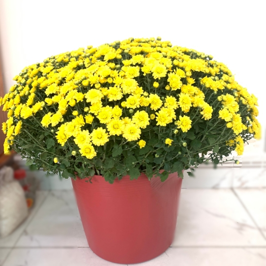 mua cúc mâm xôi chưng Tết ở TPHCM