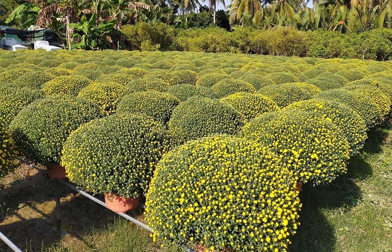 nơi mua cúc mâm xôi số lượng lớn ở TPHCM