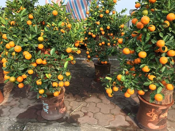 mua quất cảnh chưng Tết tphcm