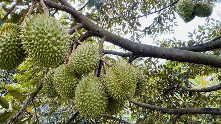 cung-cap-cay-an-qua-binh-duong