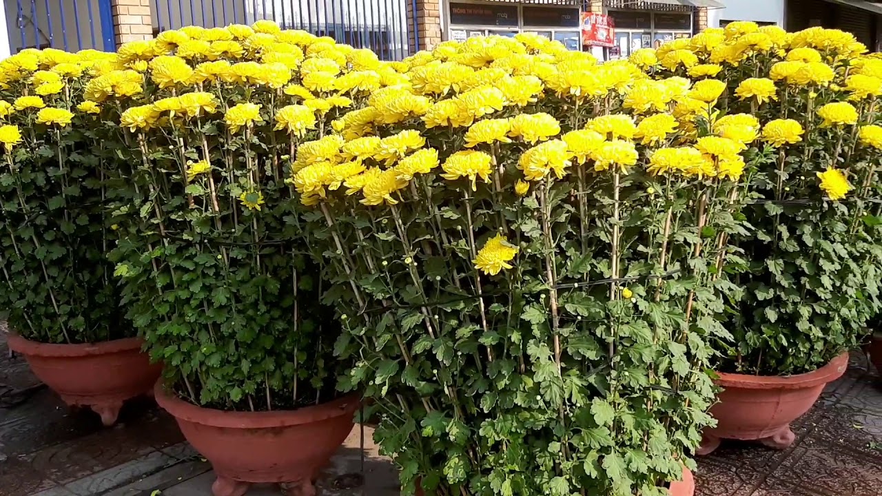 nơi mua cúc đại đóa giá tốt ở Bình Dương