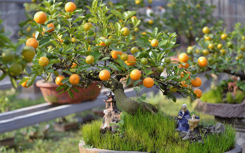 mua quất cảnh chưng Tết tphcm