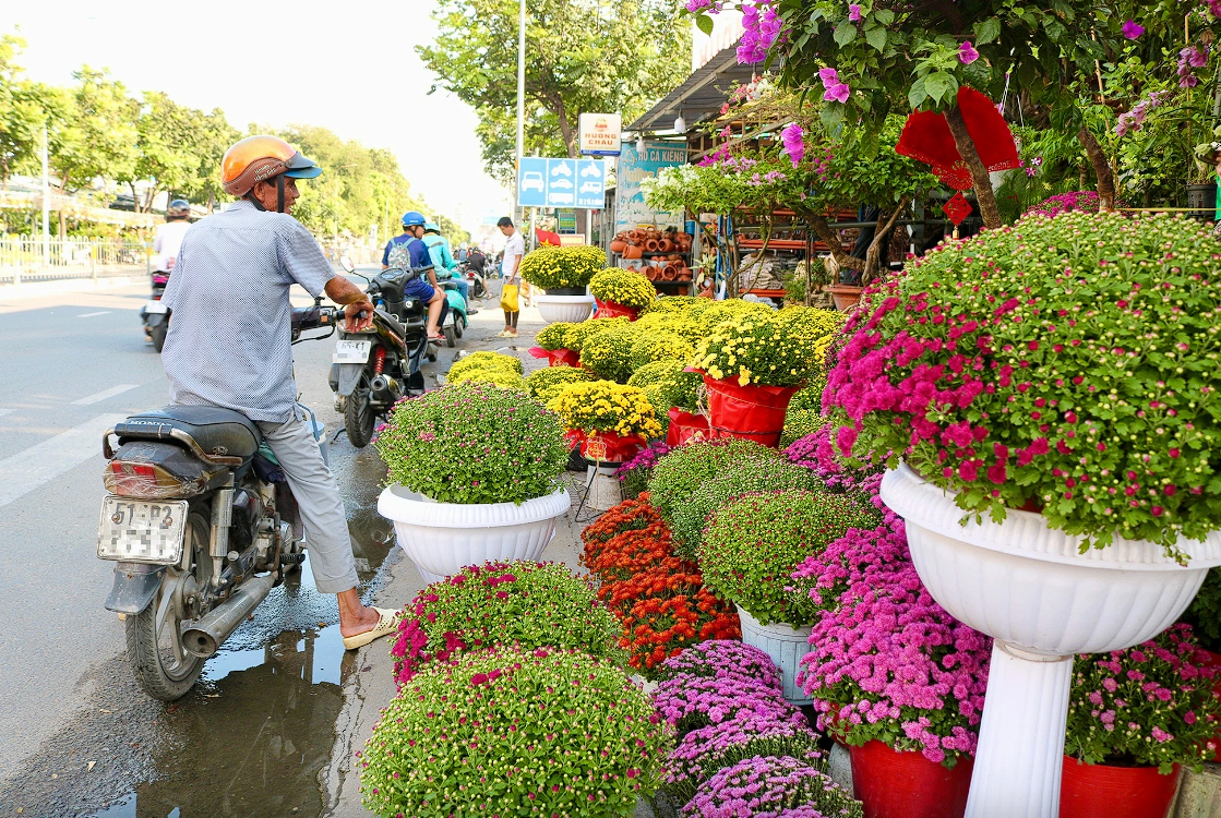 nơi mua cúc mâm xôi số lượng lớn ở TPHCM