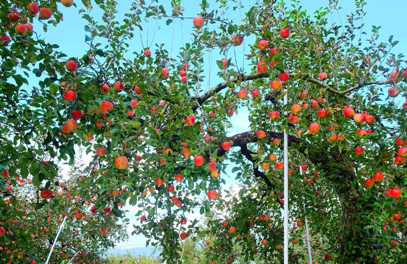 mua-cay-an-qua-chieu-cao-san-binh-duong