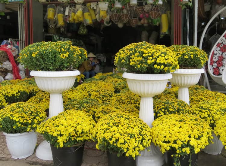mua cúc mâm xôi chưng Tết ở TPHCM