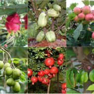 Nguyên tắc trồng và chăm sóc vườn cây ăn quả đảm bảo VSANTP